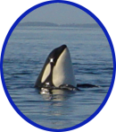 Salishorcas's profile picture. The Official Twitter Account for the Retirement of Lolita, a Solitary Orca in Miami Seaquarium. Endorsed by Howard Garrett. #Retirelolita