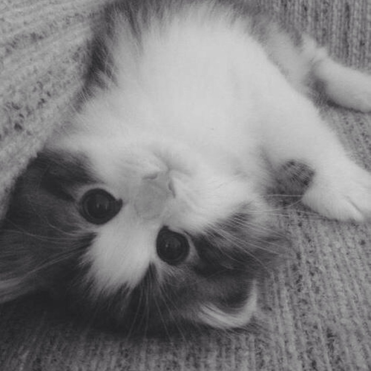 Yes, I am Elliot's. Bow down to the kitty. Ps: I'm still watching you, Alabaster lady. #MalabasterPlot/ THG RP (????)
