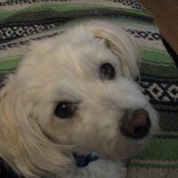 Anne Robins (@qar_anne) 's Twitter Profile