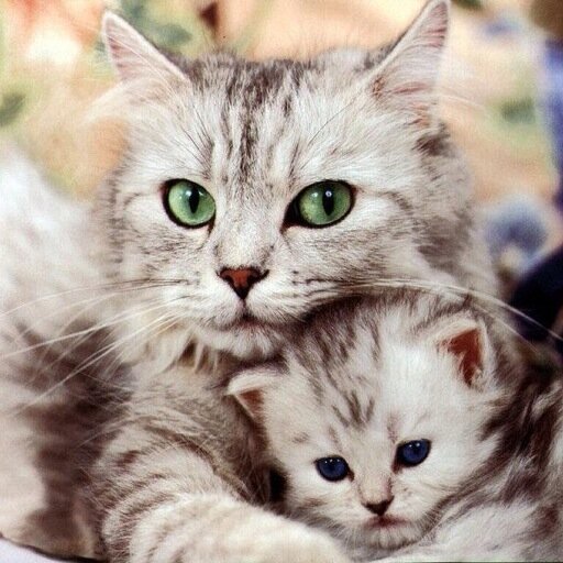 Hey, People, This is my twitter account that I want to be popular. So please more followers! Thank you!