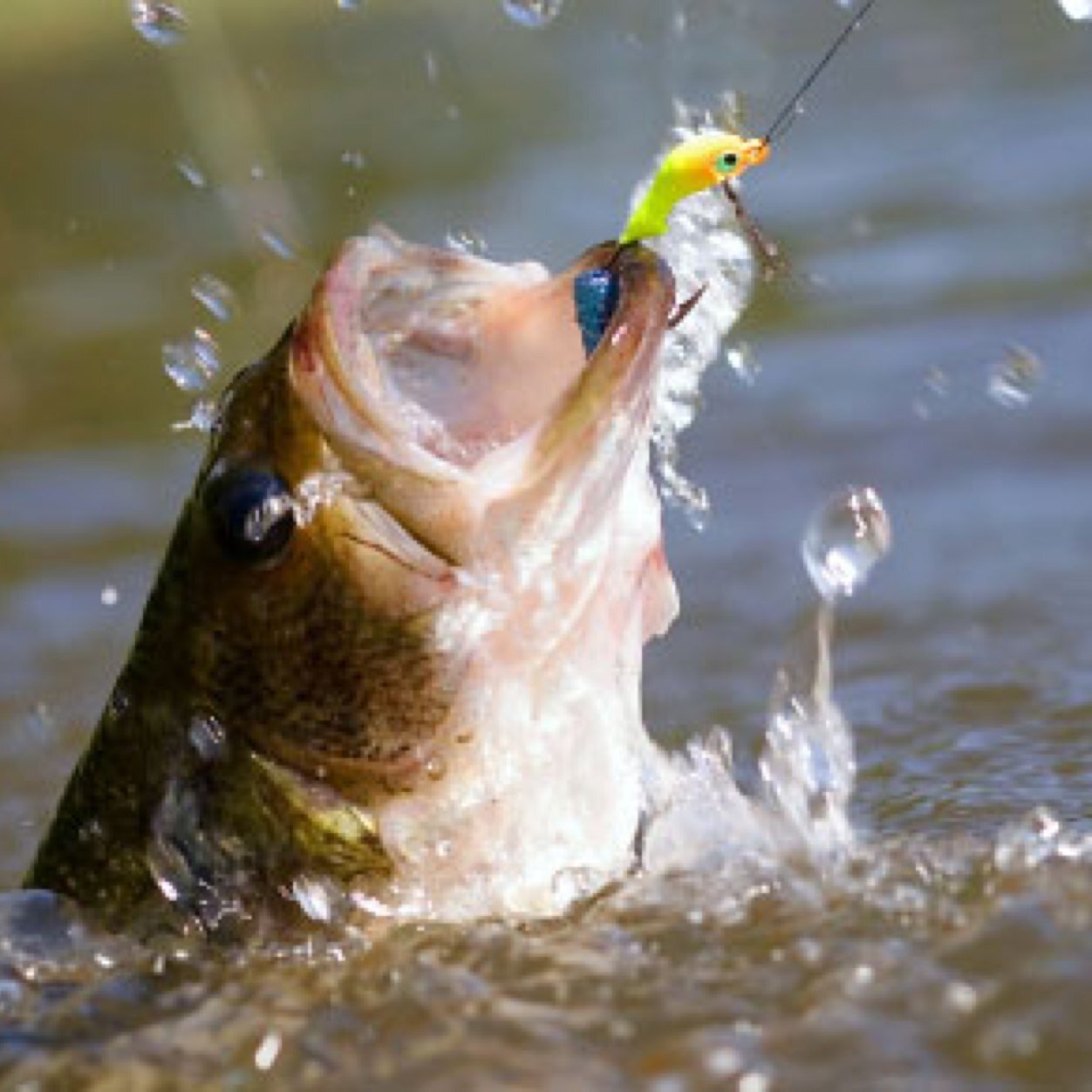 fishOnPromo's profile picture. Tweet us pictures of your fish! We bring you the best #Fishing brands that you havent heard of! Spread the word! Let the promotion begin!!!!