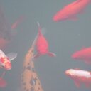 Hillary Burdick - @thetreecursing - Twitter