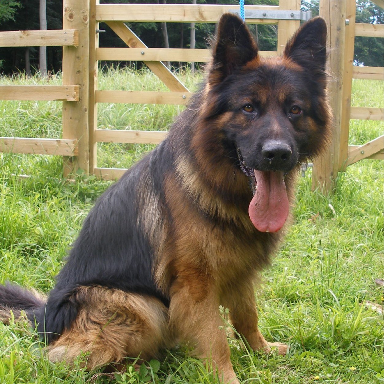 Im a german shepard puppy im 15 months and my owners are : @hazzybean and @NiallerHoran410