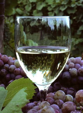 GrapeAndVine's profile picture. Wine Lovers Central.