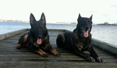 honden geleider K9 in  explosieve speurhonden geleider. coördinator beveiliging