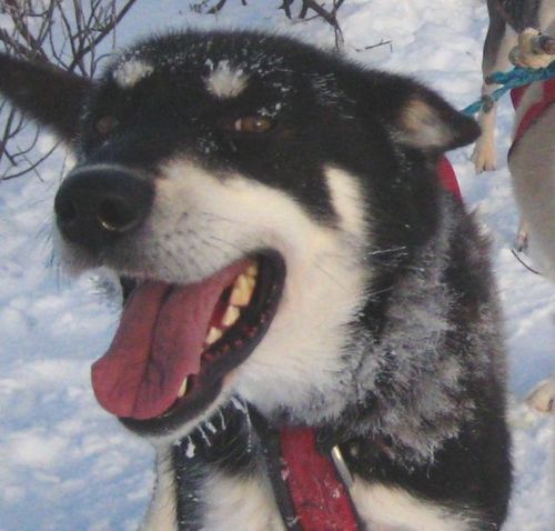 Five-time Iditarod musher, two Yukon Quests. Writing about the sport since 2004.