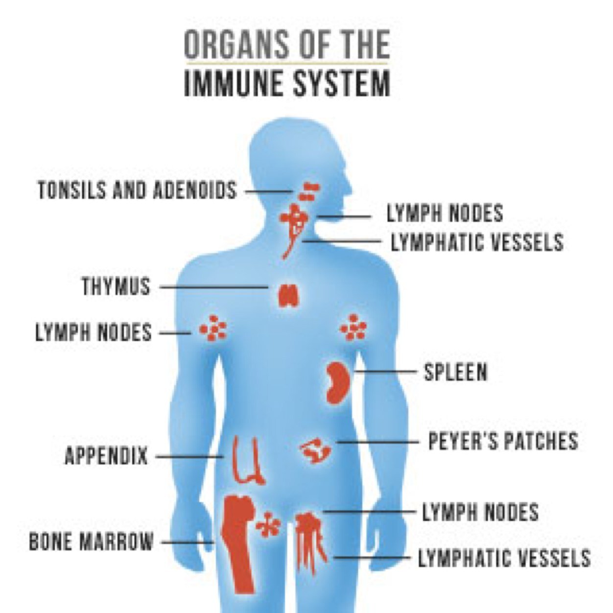 Immune system for Christian Keever