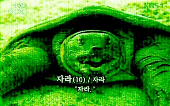 리버시블/미애만 뱃가/쿠농/TS 난무