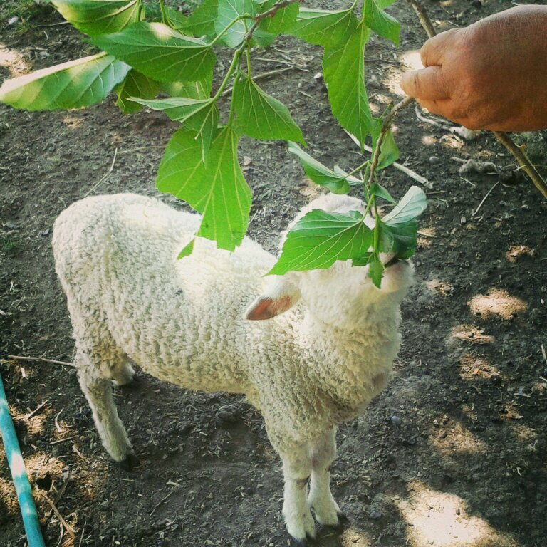 KatParsi's profile picture. Do not dwell in the past, do not dream of the future, concentrate the mind on the present moment.
Buddha