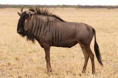 okuzbalantilop's profile picture. 