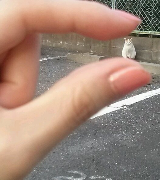 だらだらツイート/リツイート&いいねばっかり大量にする/生活/コスメ/猫。コレステロール下げよ