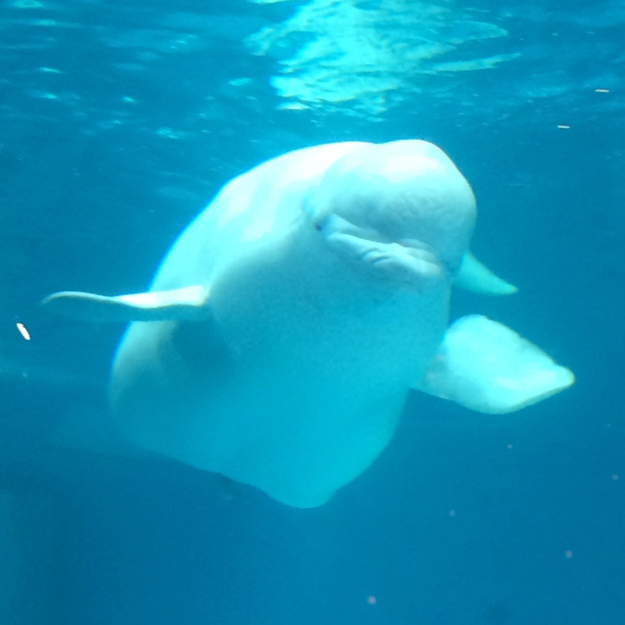 競馬、乗り鉄旅、水族館のイルカショー、秩父札所巡礼、おでかけ子ザメなどの話題によく食いつきます。心の琴線に触れた方はお気軽にフォローどうぞ！\(´∀｀*)/ すべて同じ中の人のTweetです。←ここ、かなり重要