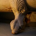 Henning Hansen - @anemonepratensi - Twitter