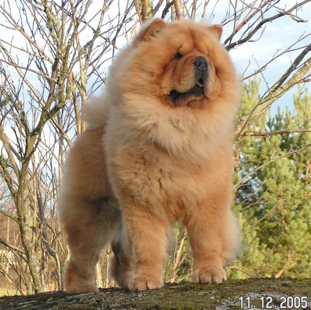 #1 account for dogs that look like bears. 1st Dog Bear account on Twitter. 1st Twitter account run entirely by dogs. Est. 2014