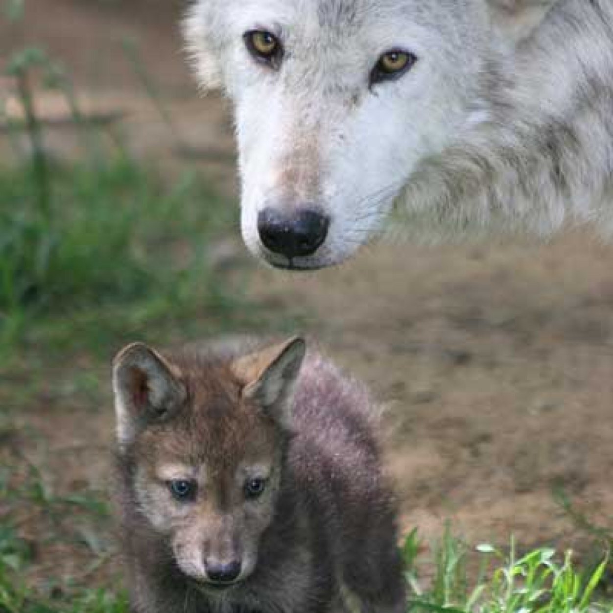 Im a wolf cub my daddy is @chucky_ray_1 and my mommy is @Brooke_cat_ they saved me from wolf killers my real parents are dead my dad gave me the ability to talk