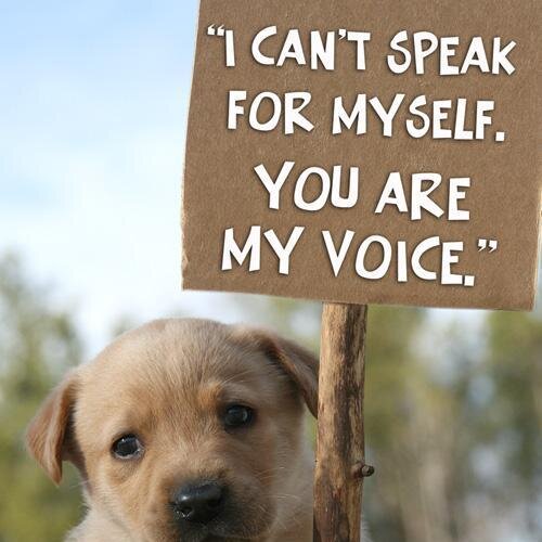 Voice_of_animal's profile picture. Voice of Animal Rights : Supporting Animal Rights WorldWide