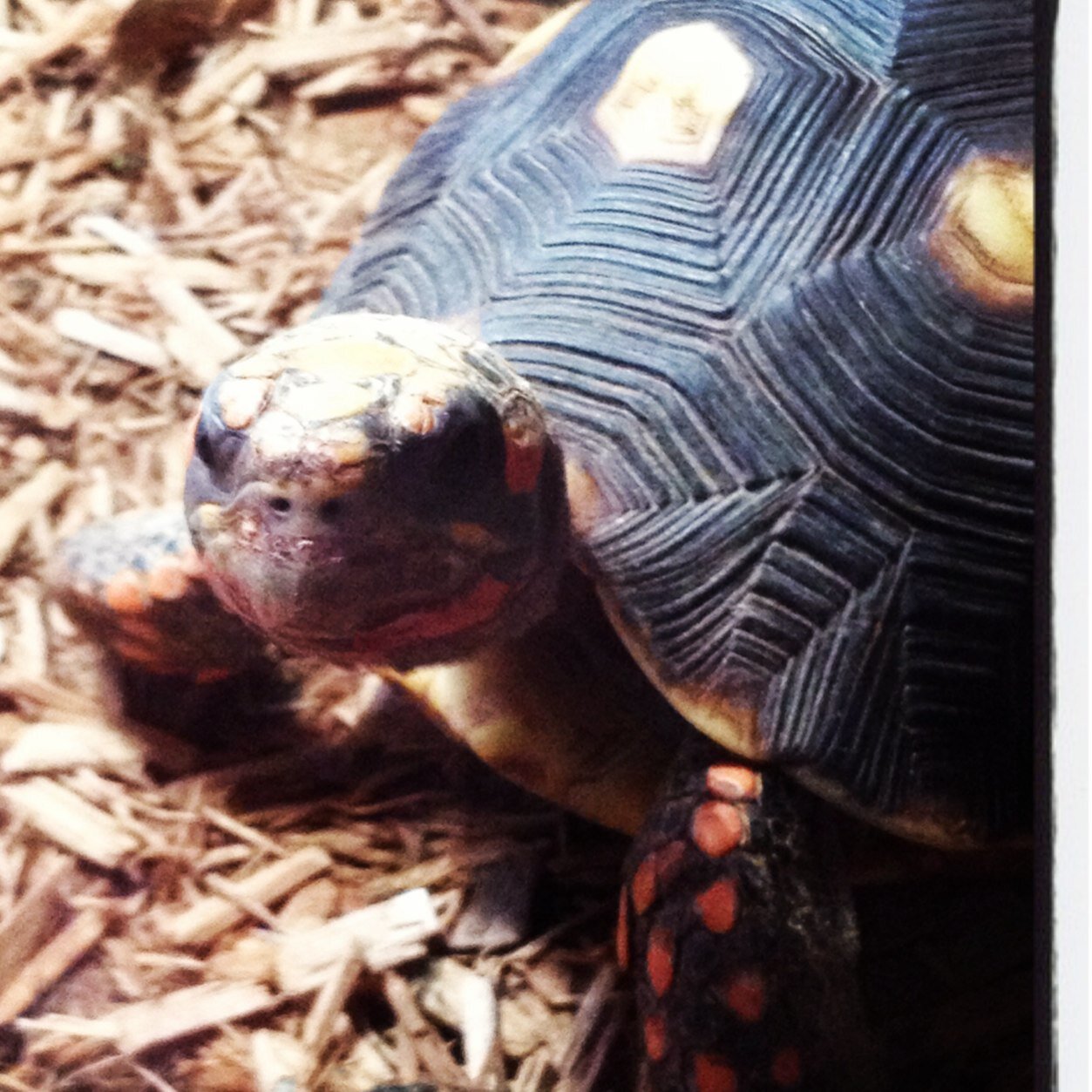 A tortoise who loves to sit in water and explore. I am a redfooted tortoise and I love strawberries!                 Follow my mom @abbyroselew