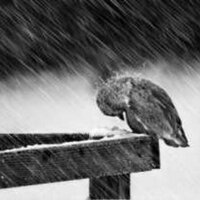 Ward (@ward_free) 's Twitter Profile