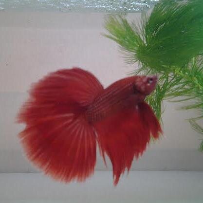 lepoisson2014's profile picture. SPECIALIST IN BETTA & FLOWER HORN FISH BREED