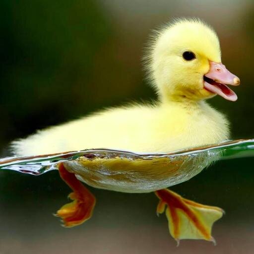 awwduck's profile picture. All about fun animals.