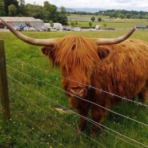Marketing & Operations @Overhaulinc. Runner. Traveller. Your local friendly Scot. #LivinginTexasYall