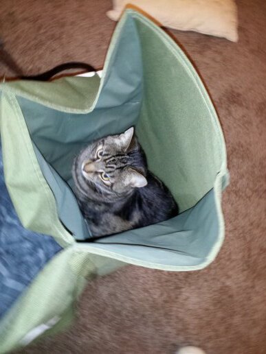 asupka's profile picture. 