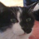 Bean - @BeanTheKat - Twitter