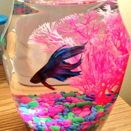 I'm a high class college fish that lives in 321 Mimosa blub blub