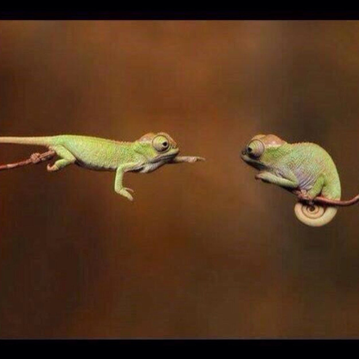 almariani123's profile picture. 