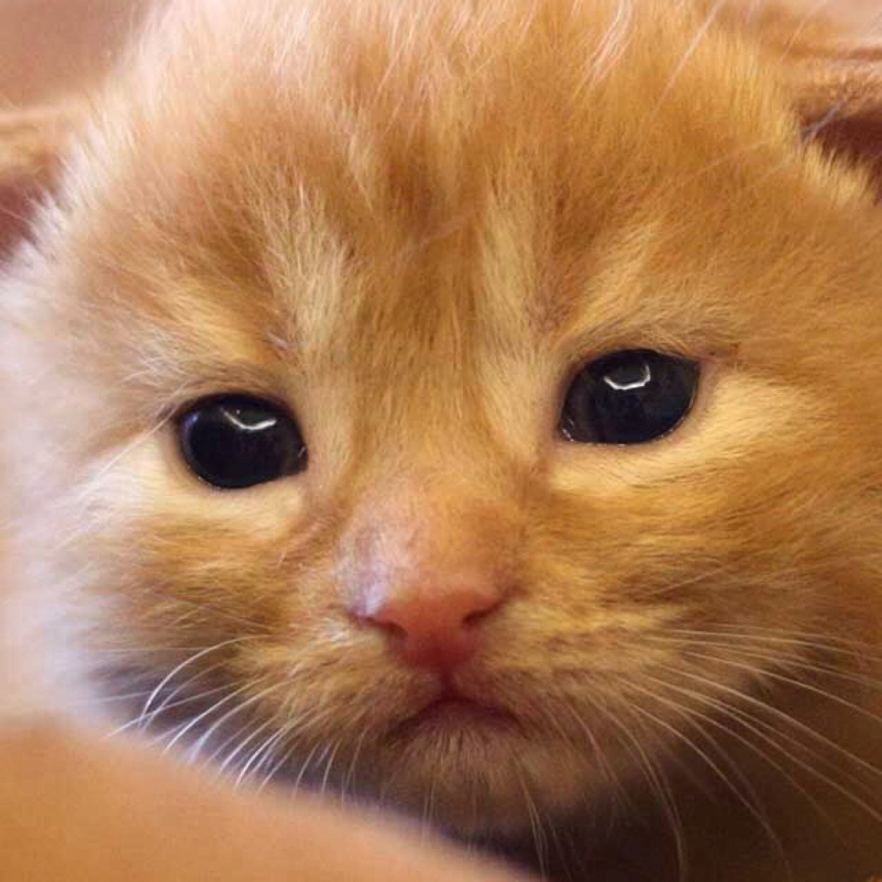 jenniferscheers's profile picture. Hihi ik ben jennypenny