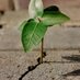 Hempcrete Company (@hempcreteinfo) Twitter profile photo Hempcrete Company (@hempcreteinfo) Twitter profile photo