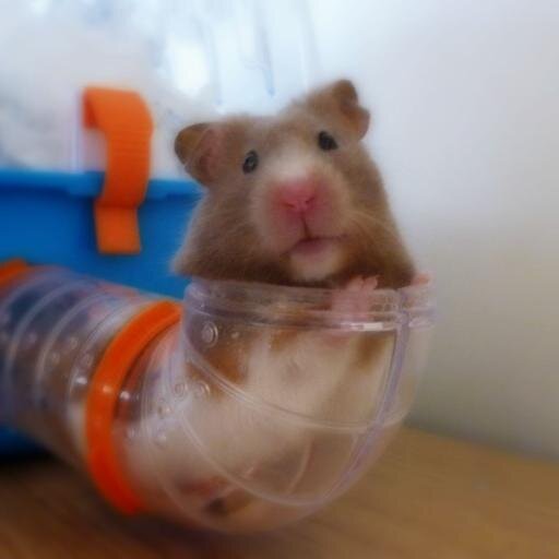 Born 9th March 2013 and became part of the family on 13th April. Lived life to the fullest. Crossed Rainbow Bridge 29 March 2015