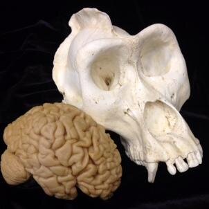 Explainin' your brain. Plus primates, evolution, science education, feminism, and the occasional Elvis sighting.