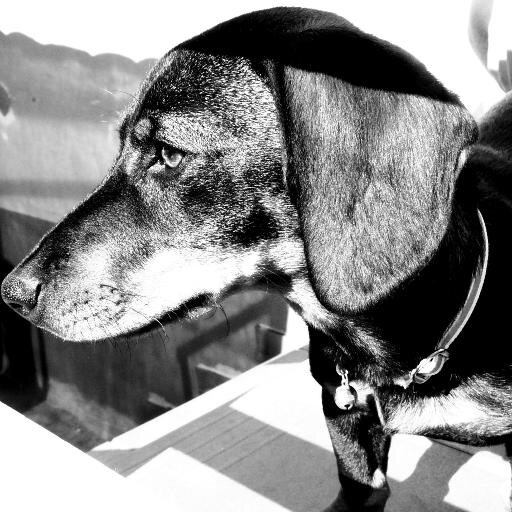 chagotala's profile picture. 