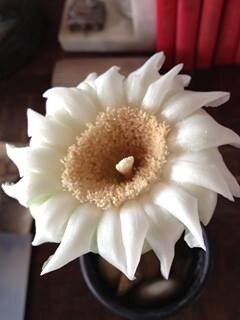 Tucson Holistic Healing Network was  created in order to share holistic healing resources in or near Tucson AZ.