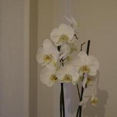 payalusta's profile picture. Profesora de Matemáticas de Secundaria. Asesora eTwinning. Lectura