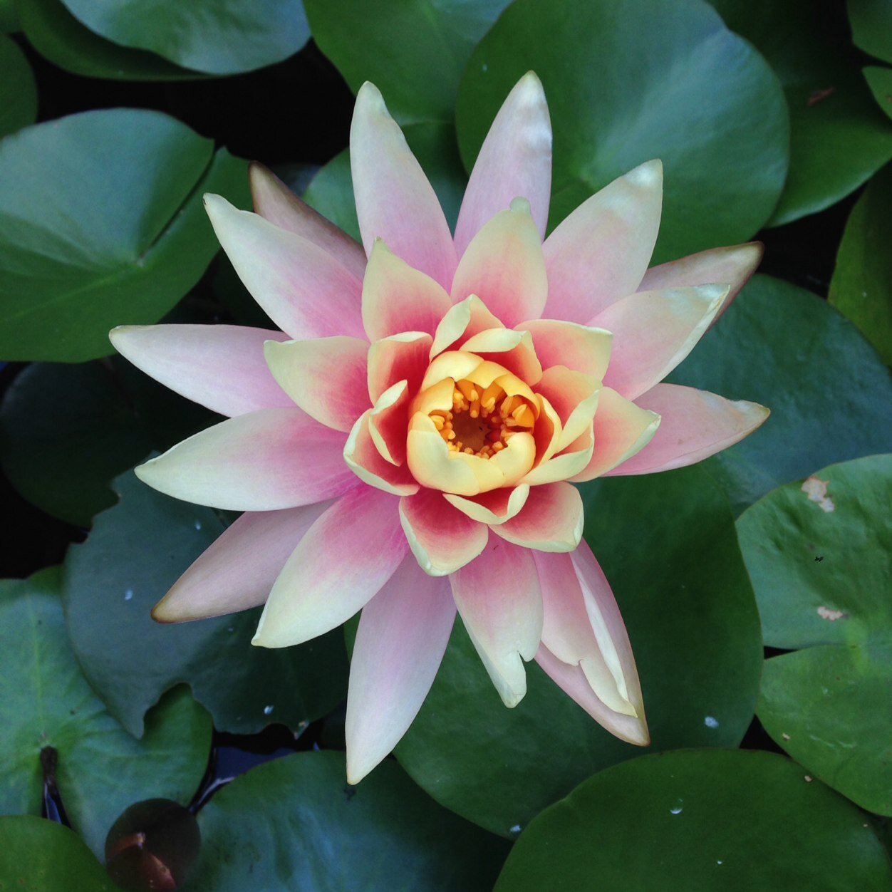 donnai's profile picture. operations research consultant by day -- avid gardener by night