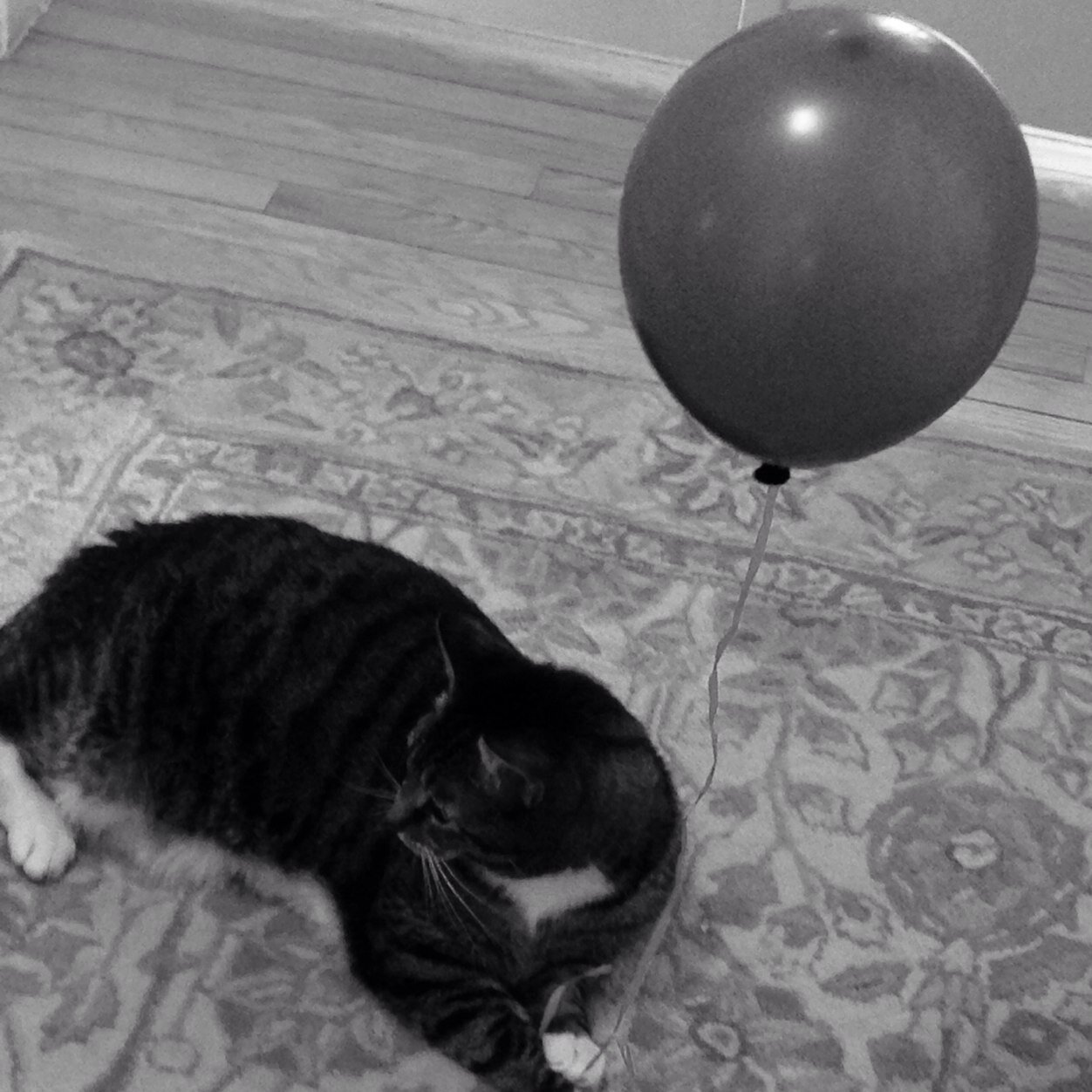 anana_jo's profile picture. tweeting things people don't care about.