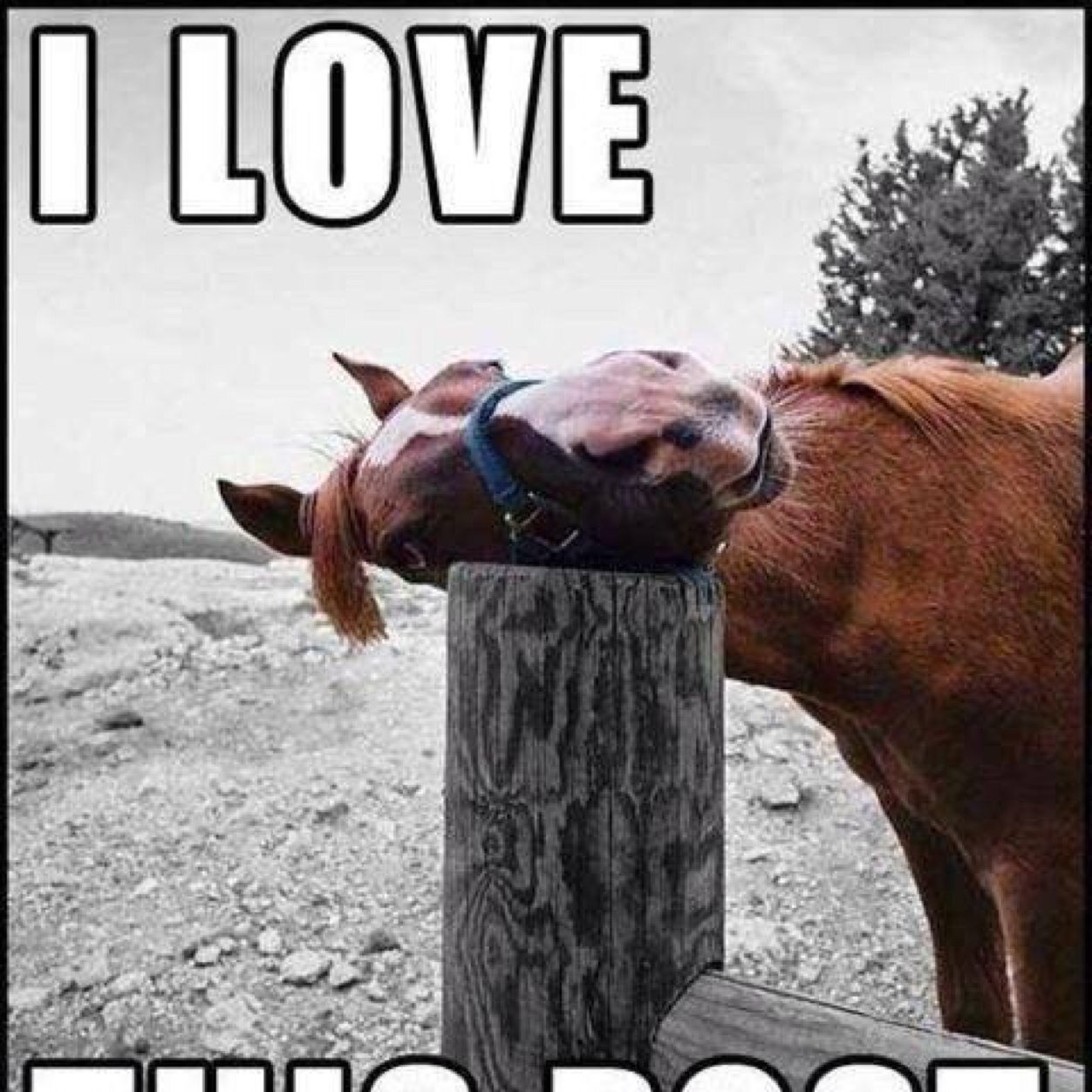 AnIrishBeauty's profile picture. 