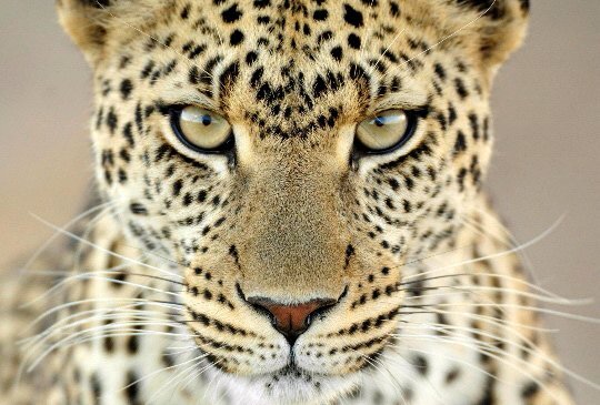 Para los amantes de los animales y de la naturaleza