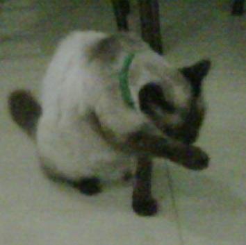 anitaguedez's profile picture. 