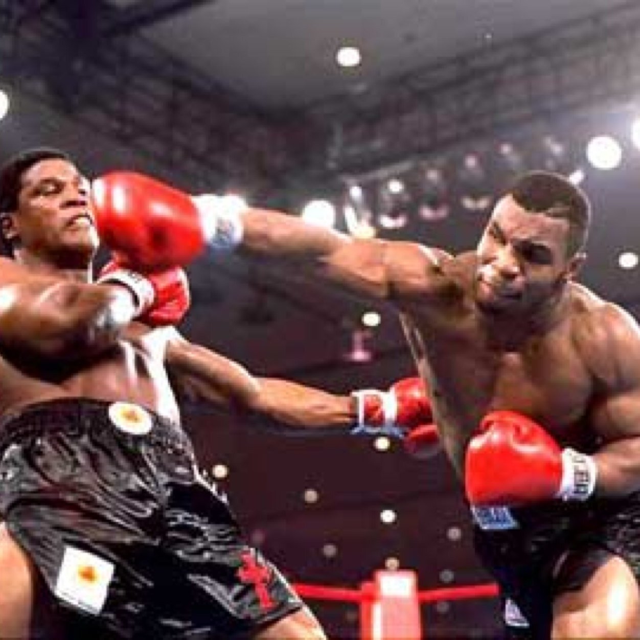 Boxing Head/Boxing Addict