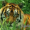 gustavo.coronel - @gjcoronel - Twitter