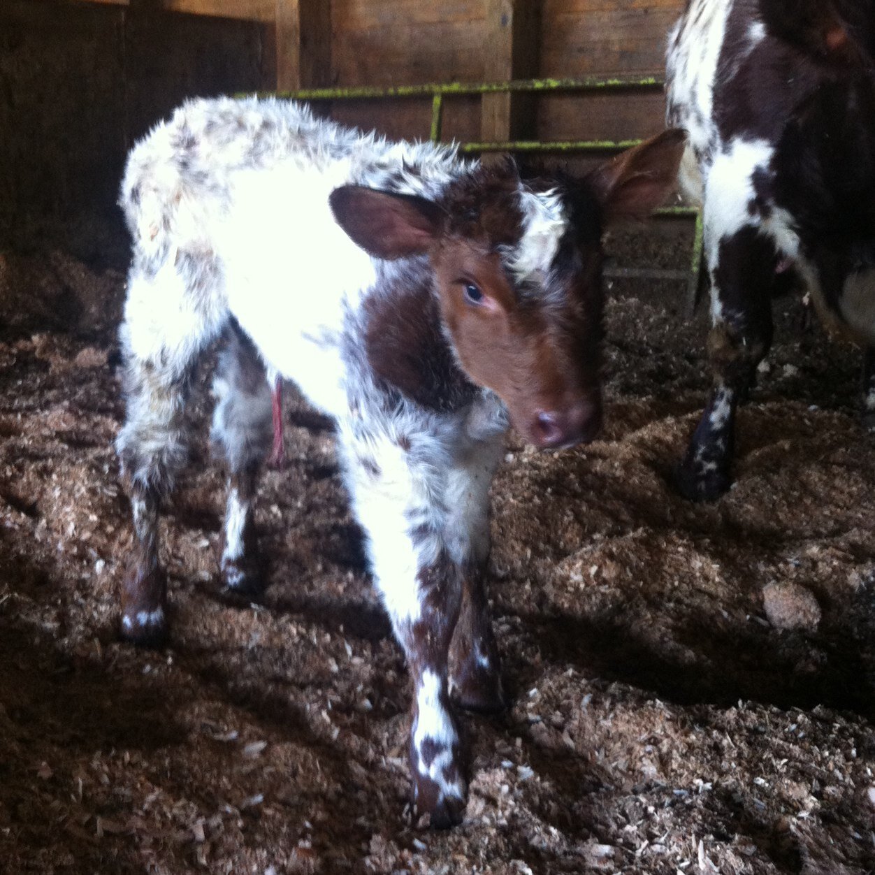 EdgeviewFarms's profile picture. Purebred Shorthorn 
Abbotsford BC
