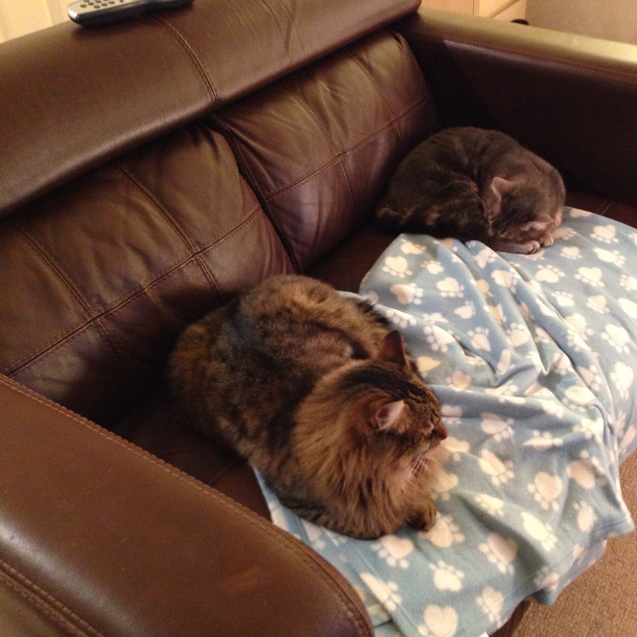 2 cats 8 paws one owner