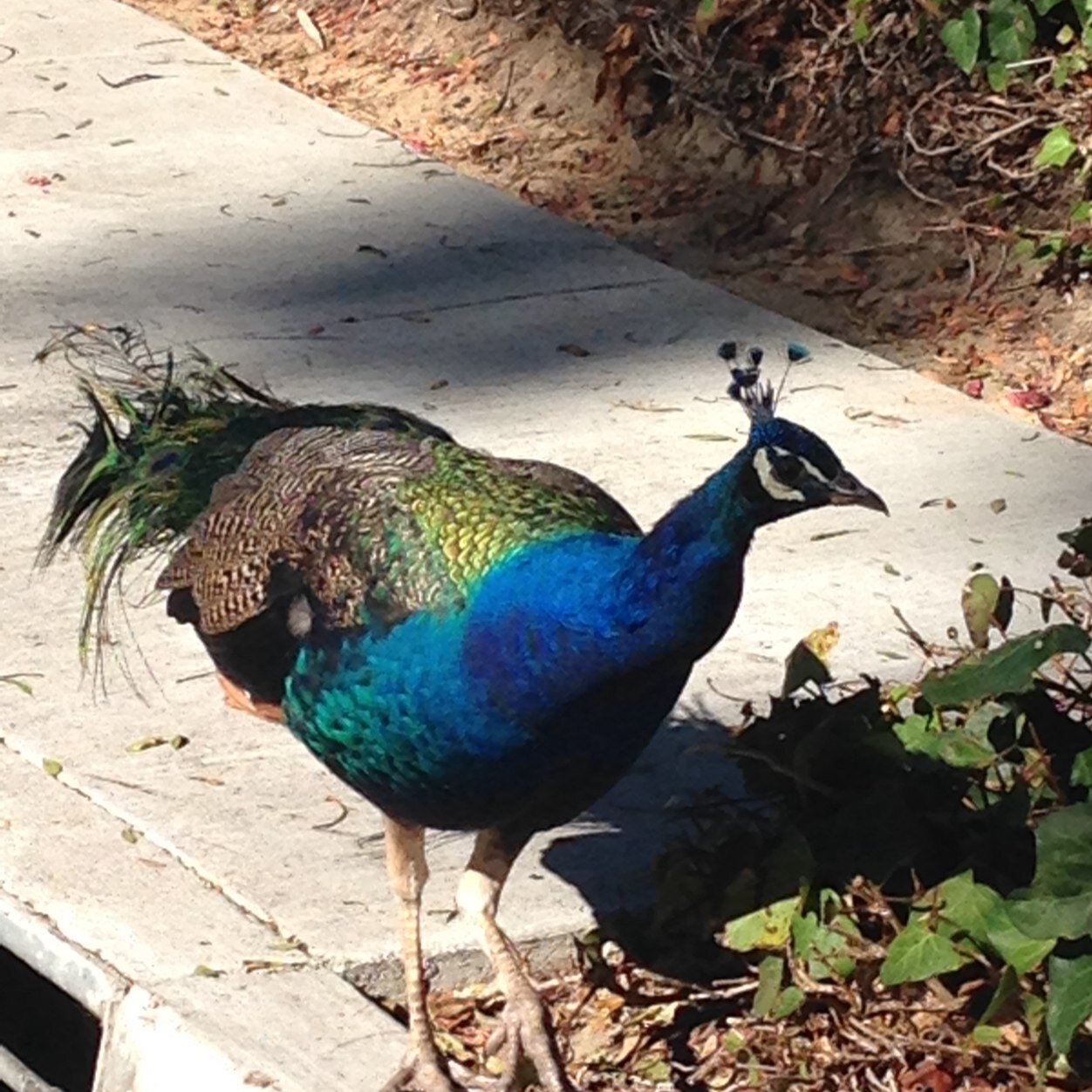 susanj_mc's profile picture. 