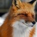 CunningKitsune (@cunning_kitsune) Twitter profile photo CunningKitsune (@cunning_kitsune) Twitter profile photo