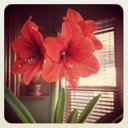 Angela Correll - @60inchesoffury - Twitter