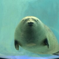 kei toyoshima (@cat10war) 's Twitter Profile Photo