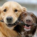 Diane Hurst - @TweetsEtc - Twitter